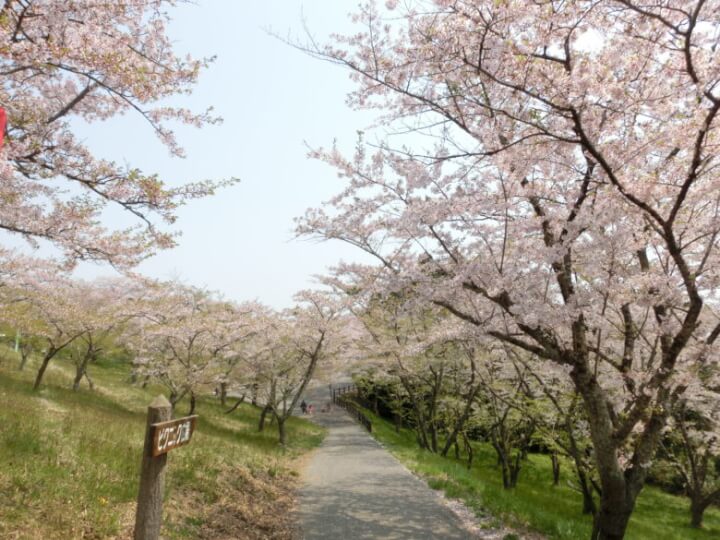 滝山公園の桜並木