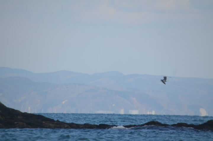 奥松島の海と鳥