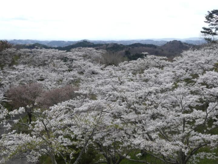 滝山公園の桜頂上からの眺め