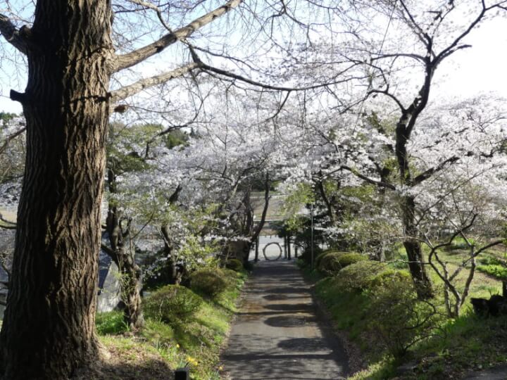 新山神社入口付近の桜